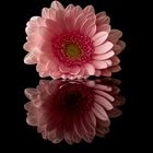 Gerbera