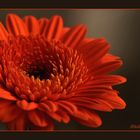 Gerbera