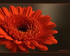 Gerbera