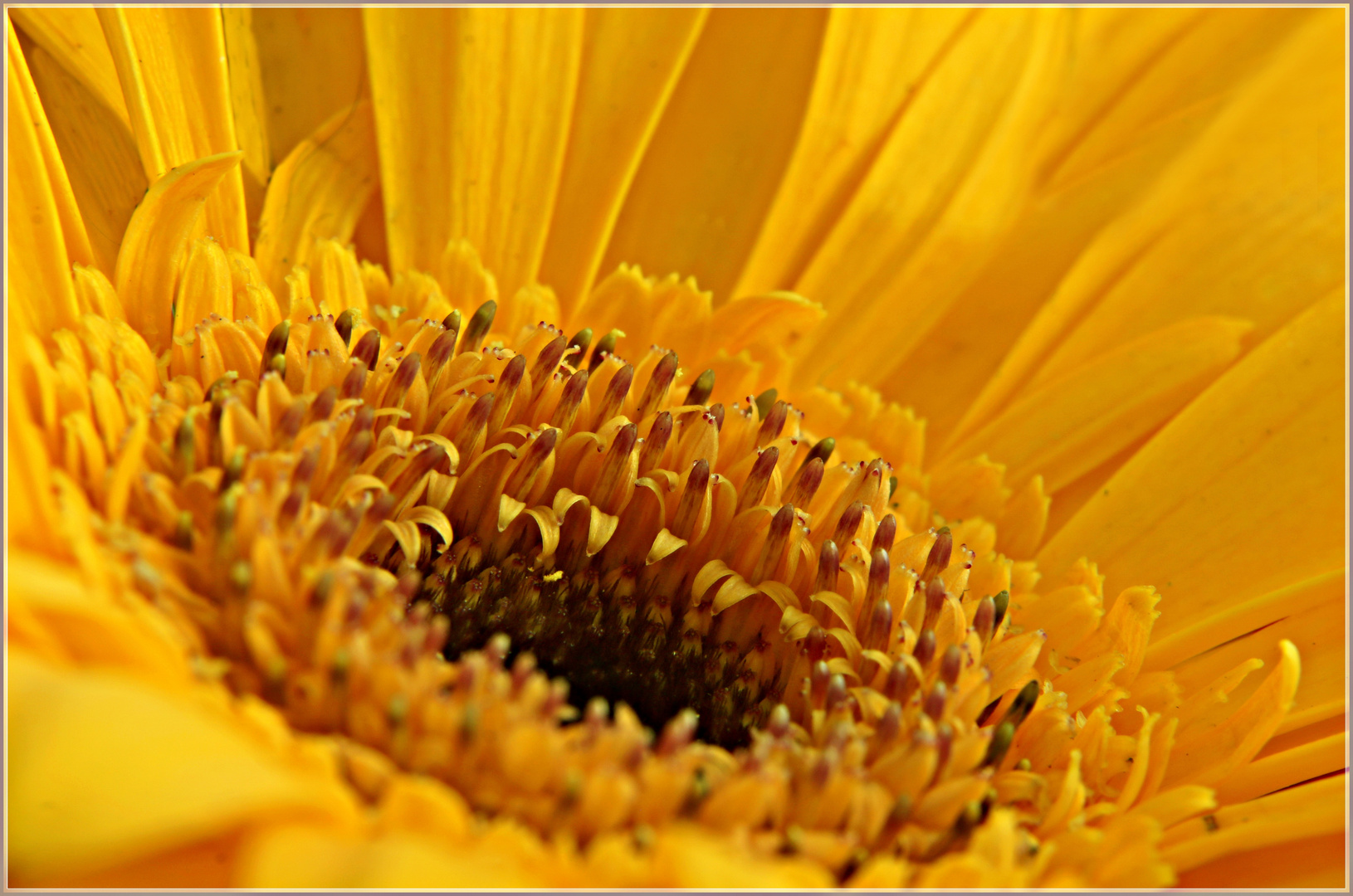 Gerbera