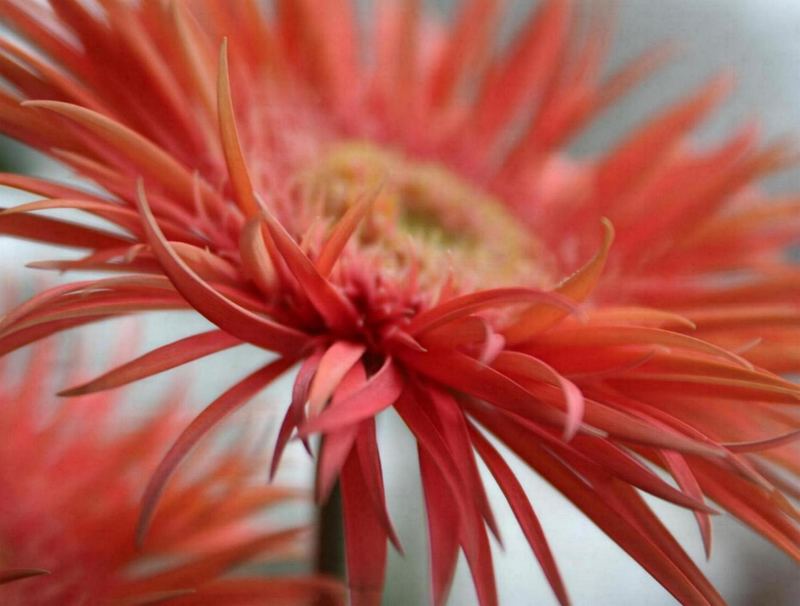 Gerbera 2