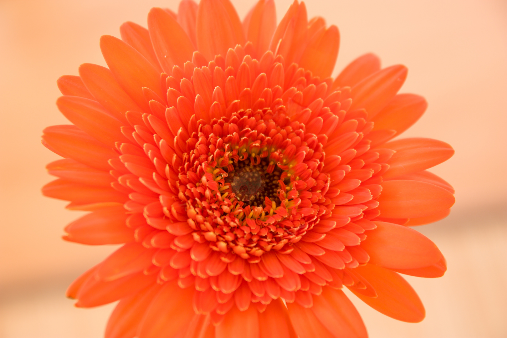 Gerbera 2