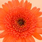 Gerbera 2