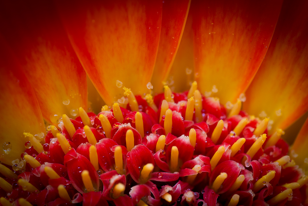 Gerbera 2