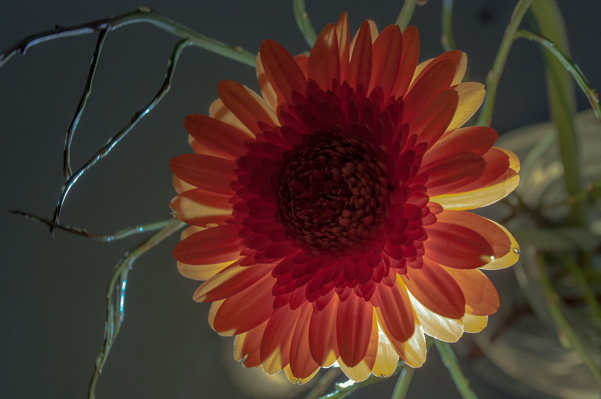 Gerbera 2 