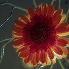 Gerbera 2 