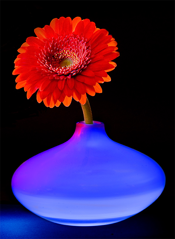 Gerbera 2