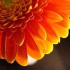 Gerbera (2)