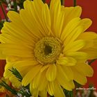 Gerbera (2)