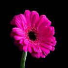 Gerbera 2