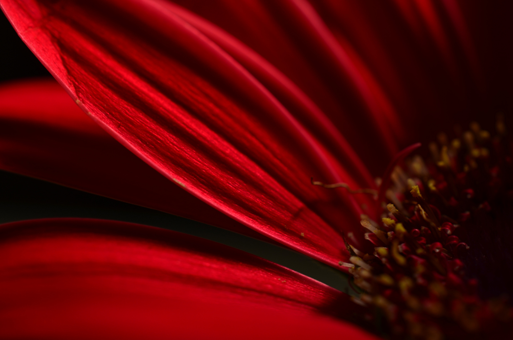 Gerbera 2