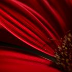 Gerbera 2