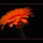 Gerbera (2)