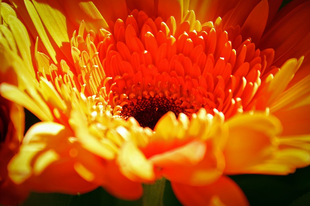 Gerbera 2