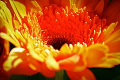 Gerbera 2