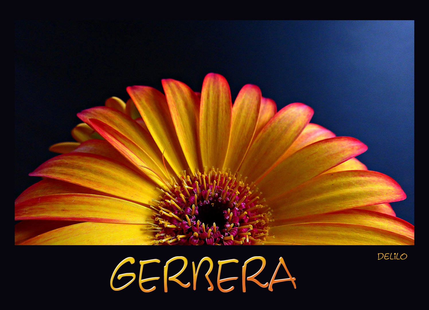 Gerbera 2