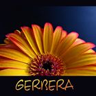 Gerbera 2