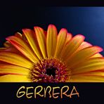 Gerbera 2