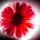 Gerbera 2