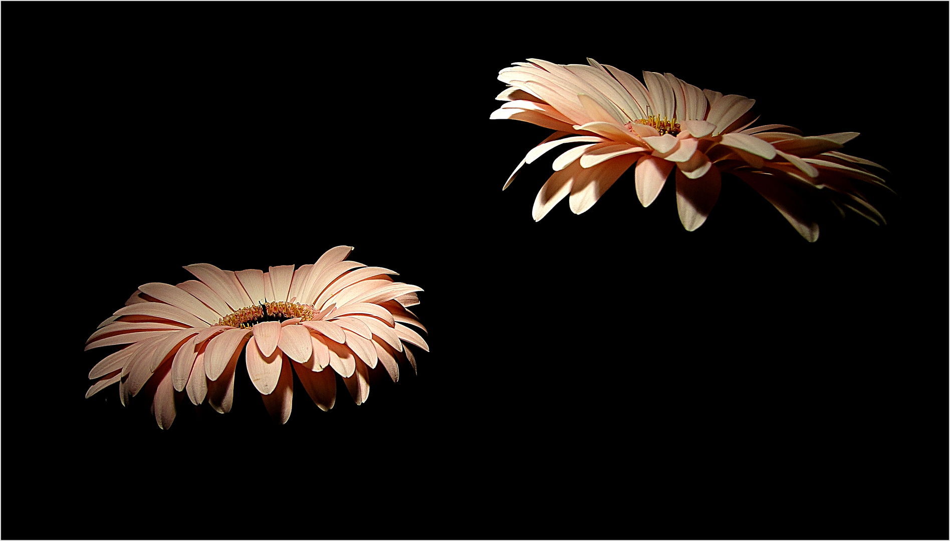 Gerbera 2