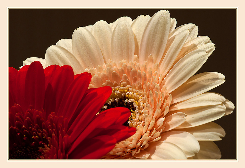 Gerbera 2