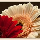 Gerbera 2