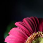 Gerbera 2