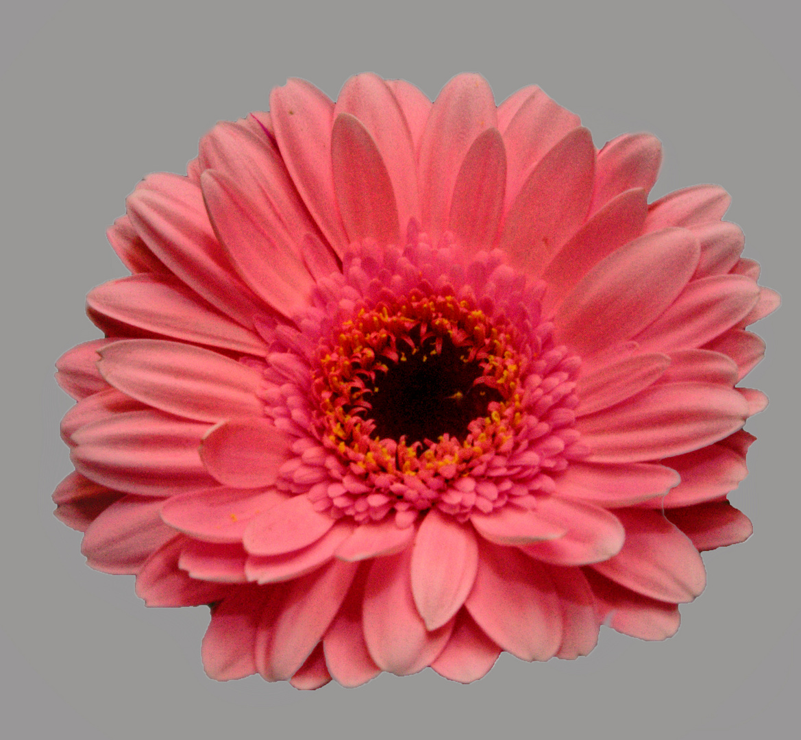 Gerbera 2