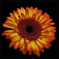 Gerbera (2)