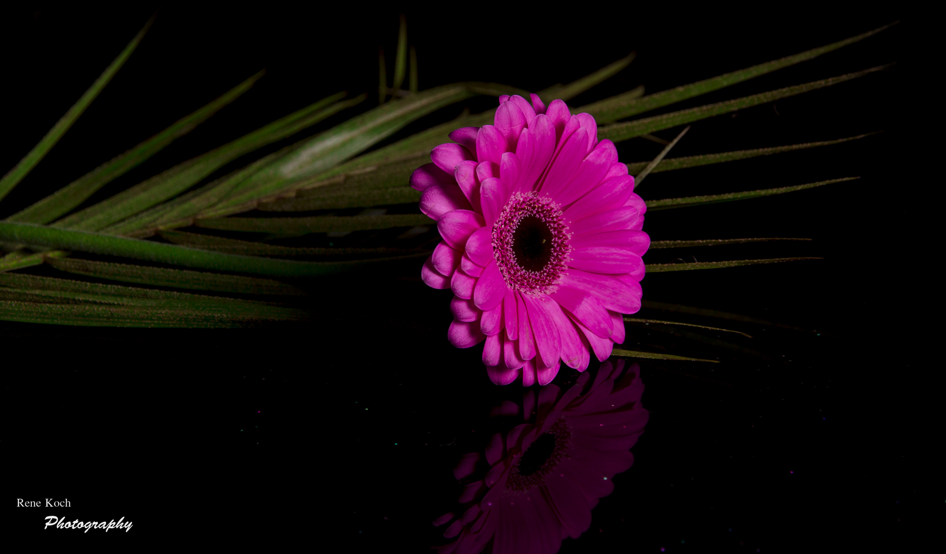 Gerbera 2