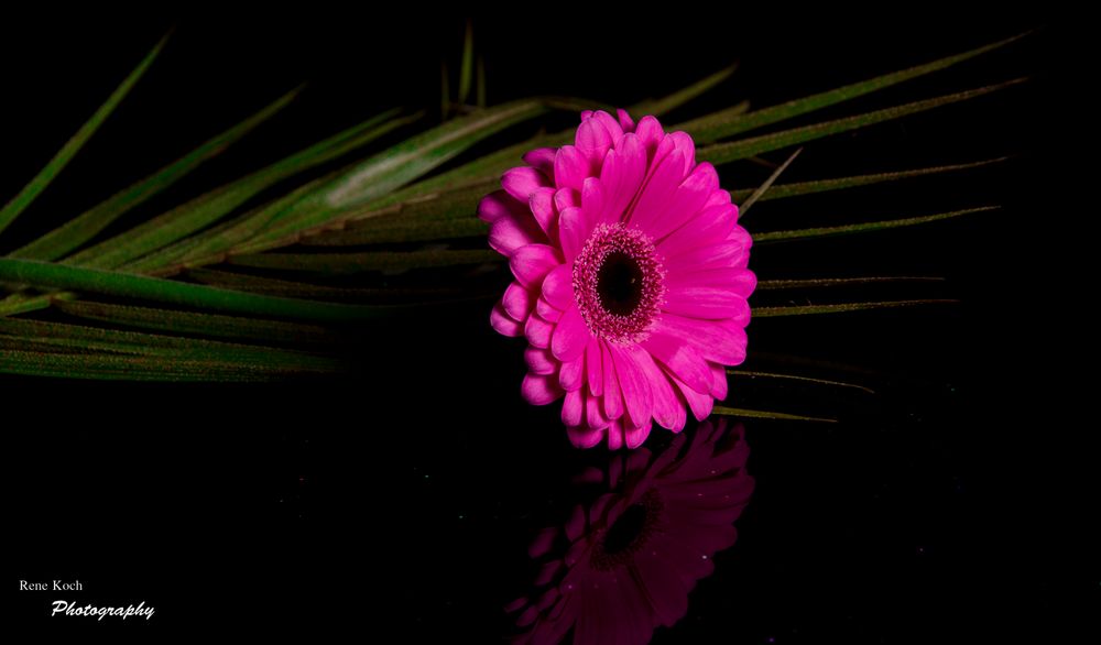 Gerbera 2