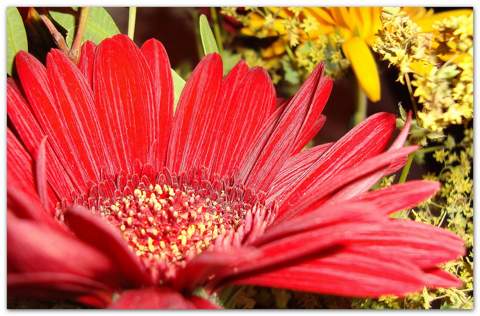 GERBERA 2