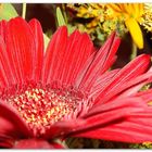 GERBERA 2