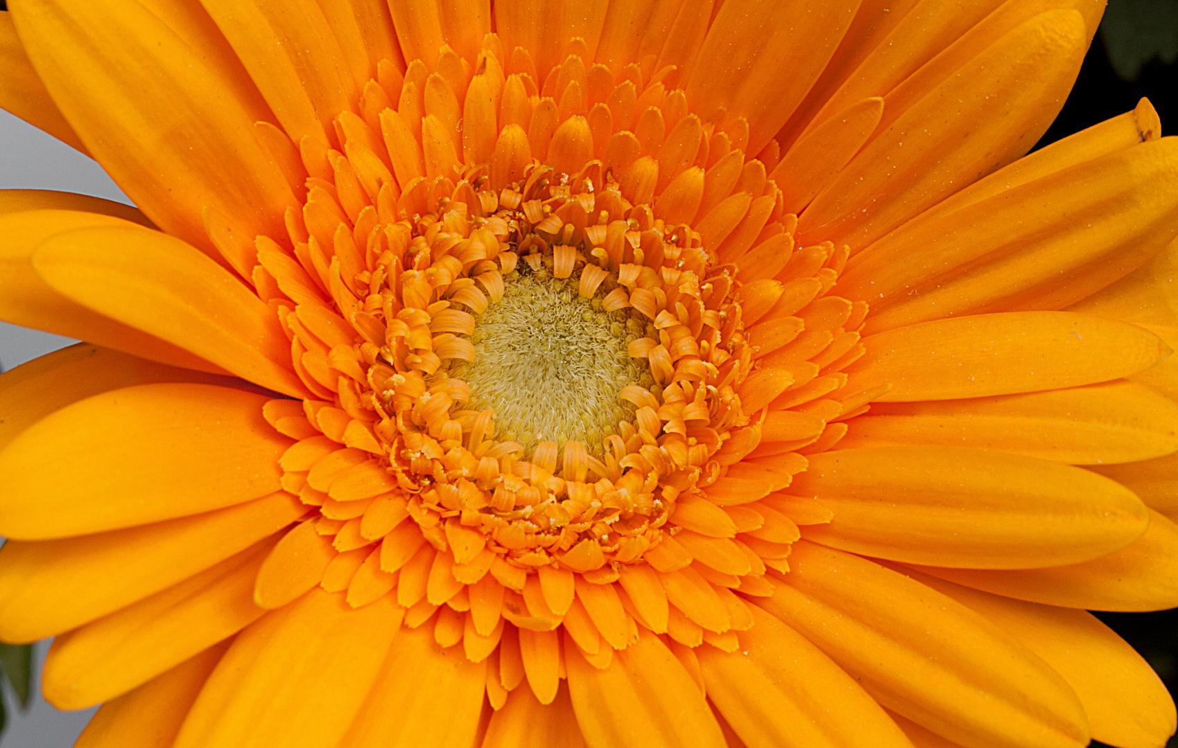 Gerbera-2