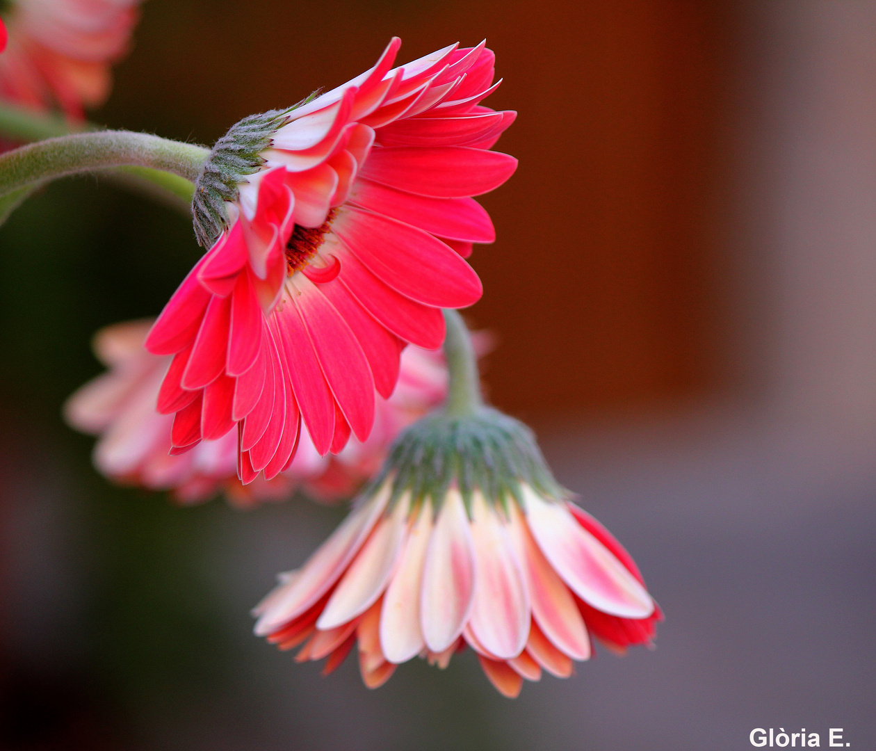 GERBERA (2)