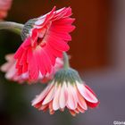 GERBERA (2)