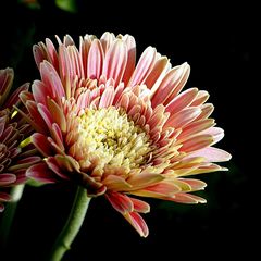 Gerbera 2