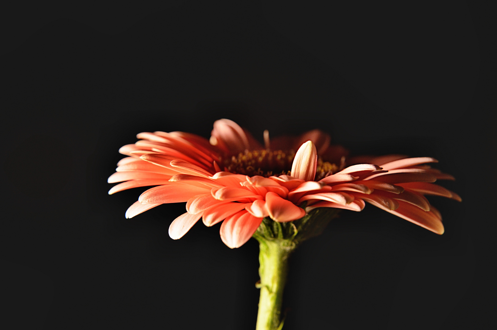 Gerbera 2