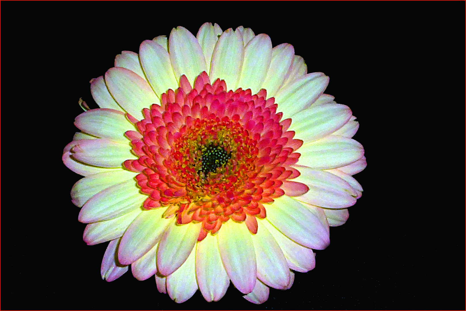 Gerbera (2)