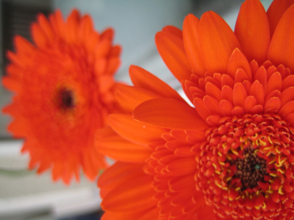 Gerbera 2