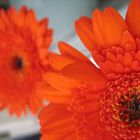 Gerbera 2