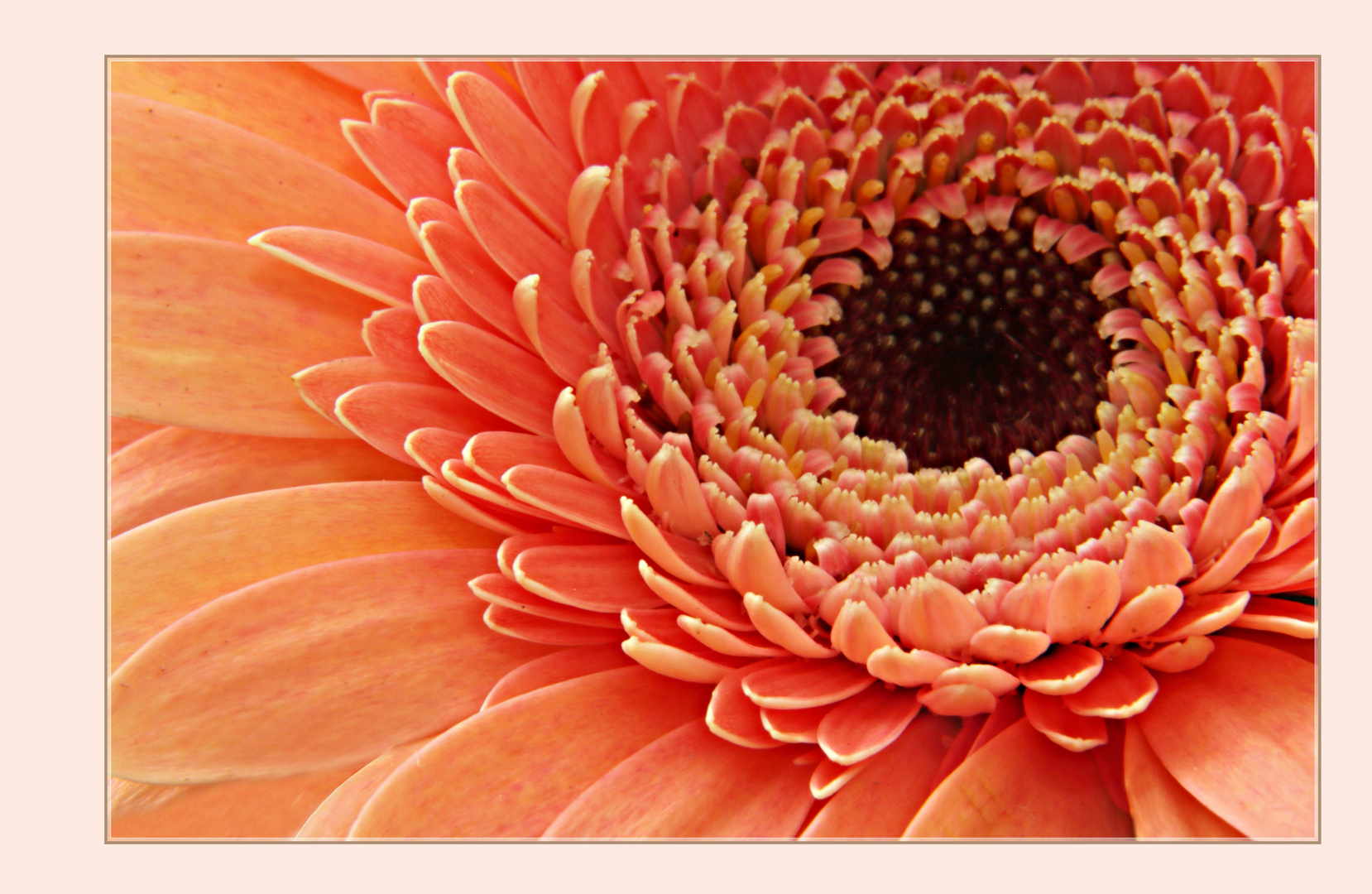 Gerbera 2