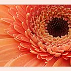 Gerbera 2