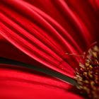 Gerbera