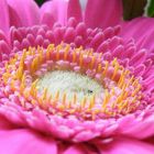 Gerbera