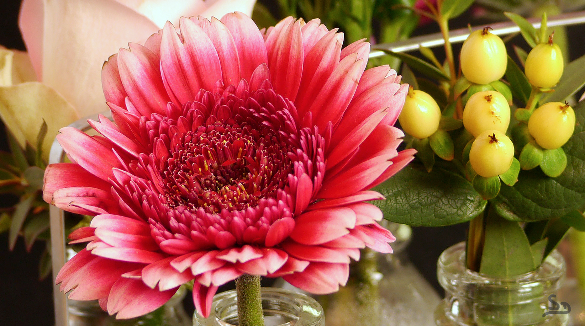 Gerbera