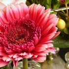 Gerbera