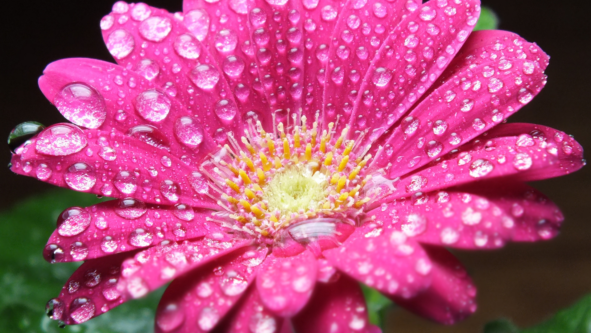 Gerbera