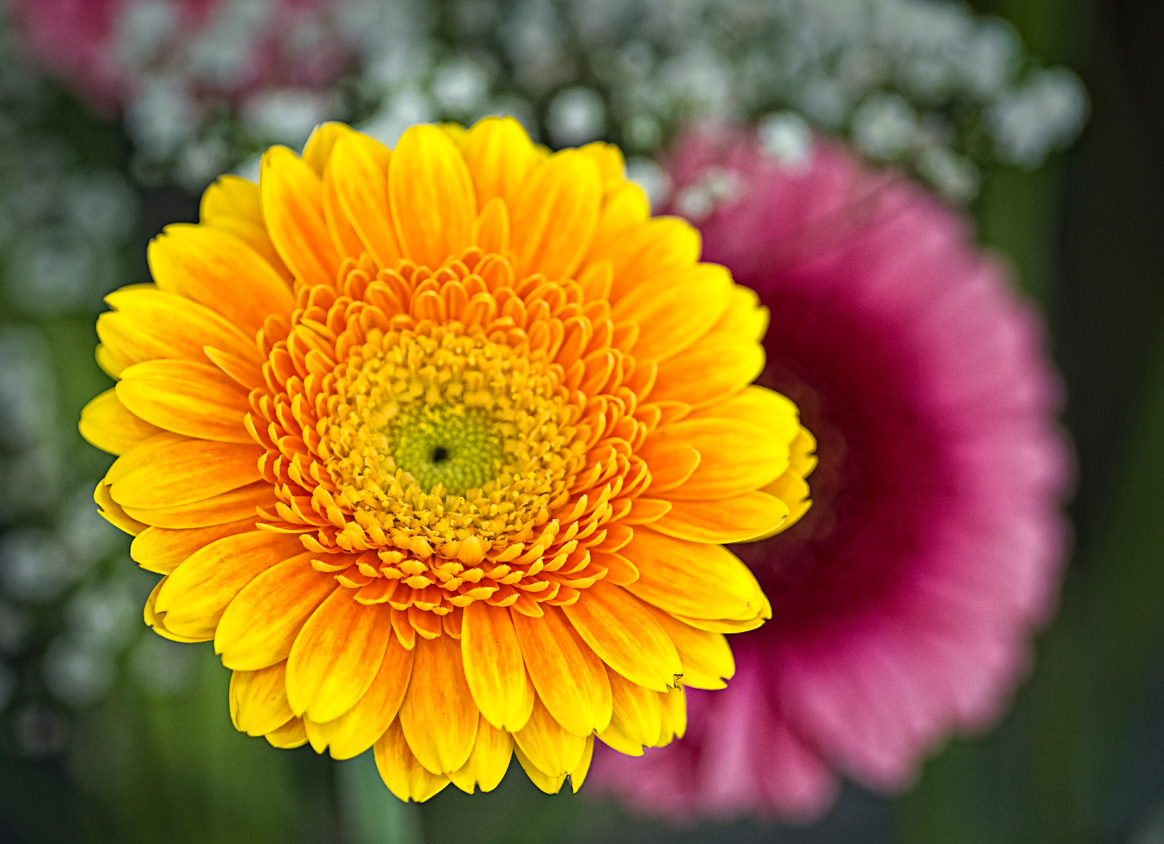 Gerbera