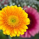 Gerbera